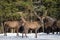 Two Red Deer Cervidae And Two European Bison Wisent Against The Winter Forest. Red Deer Stag Close-Up On A Blurred Backgrou