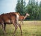 Two red deer hinds in meadow near bush.