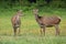 Two red deer hinds standing on meadow in summertime nature.