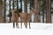 Two red deer hinds standing on snowy meadow in winter nature