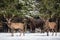 Two Red Deer And One European Bison Wisent . Two Males Of A Red Deer In Focus And Large Brown Bison Behind Them Out Of Focus