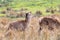 Two red deer seen in a Scottish meadow in a clearing amongst tal