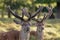 Two Red Deer stags Cervus elaphus growing velvet antlers