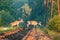 Two red deer stags crossing a railway track in the morning light.