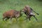 Two red deer stags fighting angrily in a green meadow in autumn nature