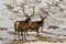 Two Red Deer Stags Highlands Scotland