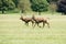 Two red deer stags running through a field