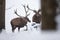 Two red deer stags wading through deep snow in winter forest