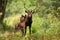 Two red deer standing in woodland in summer nature