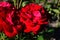 Two red do crimson red coloured fully blossoming rose hybrids Floribunda Olala, Tantau 1956