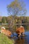 Two red dog of the Chow Chow breed, standing on a stone in a pond, in a park