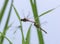 Two red dragonflies mating in flight