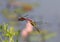 Two red dragonflies mating in flight