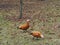 Two red ducks walking on the lawn