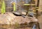 Two Red Eared Slider turtles basking in the sun on a rock in a pond in Denton, Texas.