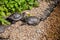 Two red-eared turtles bask in the sun, lying on a pebble near the pond.