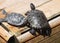 Two Red-eared Turtles are basking in the sun