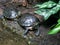 Two red-eared turtles Trachemys scripta on the shore of a reservoir close-up.