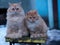 Two red fluffy stray cat on a bench in the winter