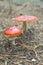 Two red fly agaric in the forest