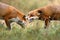 Two red fox fighting on meadow in autumn nature.