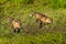 Two Red Fox Kits (Vulpes vulpes) Run Through the Grass