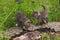 Two Red Fox (Vulpes vulpes) Kits Atop Log