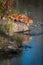 Two Red Fox Vulpes vulpes Lean Out on Rock Autumn