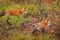 Two Red Fox Vulpes vulpes Move Right