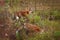 Two Red Fox Vulpes vulpes Stand on Island