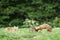 Two red foxes eating catch bird on meadow in early morning - Vulpes vulpes