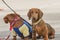 Two red-haired Dachshund dogs are sitting next to each other