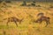 Two Red Hartebeest  Alcelaphus Buselaphus Caama locking horns and fighting on a open plain under a sunset sky, Welgevonden Game