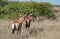 Two Red Hartebeest standing in grass