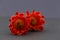 Two red hedgehog cactus flowers on gray background