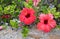 Two red hibiscus blossoms