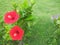 two red hibiscus flower stalks that are blooming on a fresh green grass background