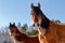 Two red horses gazing in the camera on a cold winter day with steam coming from their nose