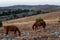 Two red horses graze in the mountains