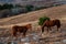 Two red horses graze in the mountains