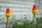 Two red-hot pocker kniphofia flowers blooming