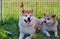 Two red Japanese Akita inu dogs with Urajiro resting near a fence