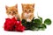 Two red kittens and red roses