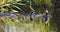 Two red knobbed Coots chasing each other in courtship