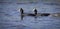 Two red knobbed Coots chasing each other in courtship