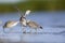 Two red knots fighting with eachother on the beach of Usedom.