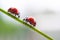 Two red ladybug looking each other opposite. Couple of ladybirds insect climbing on thin plant stem