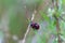 Two red ladybug mate on stem. Spring czech nature, love background