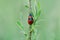 Two red ladybug mate on stem. Spring czech nature, love background