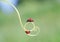 Two red ladybugs crawling one after another on the green grass curved into a spiral in the summer Sunny meadow